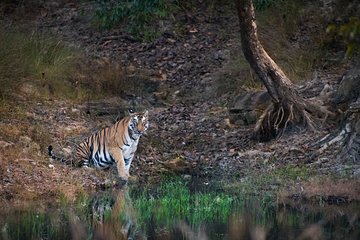 Experience Tiger Safari in Pench National Park