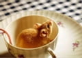 A Beginners Guide to Mouse Care