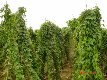 YAM FARMING - HOW TO START YAM FARMING (BEGINNERS GUIDE)