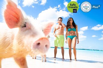 Pig Feeding, Kayaking, Snorkeling Trip at Pig Island By Speedboat From Koh Samui