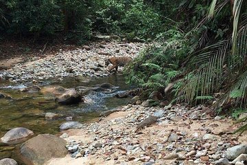 Day Tour Rainforest Taman Negara + Night Jungle Walk
