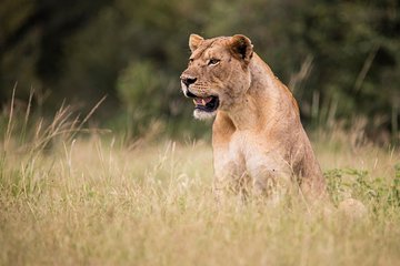 Wildlife Research & Conservation Project
