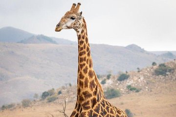 Private Le Cape Animal Farms Full-Day Tour