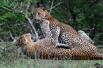 Yala Safari
