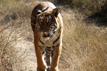 Bhadra Wildlife Sanctuary and Hassan from Bangalore
