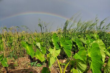 Farm Tour & Taro Tasting