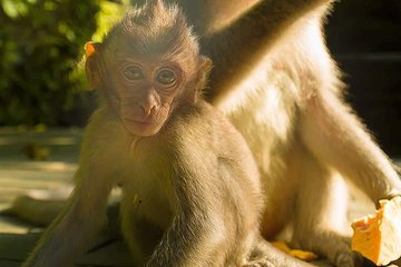 Monkey Forest, Mount Batur Volcano View & Waterfall Tour