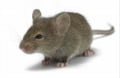 A Quick and Easy Guide on How to Get Rid of House Mice