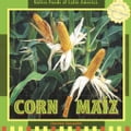 Corn / Maz