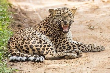 Yala Safari Half Day Tour (Game Drive)