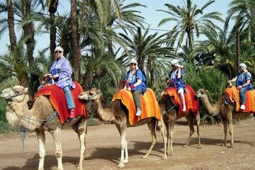 Activity: Half Day Camel Ride At Palm Grove Of Marrakech