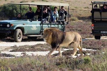 Luxury 2 Day Cape Town to Garden Route Safari Tour