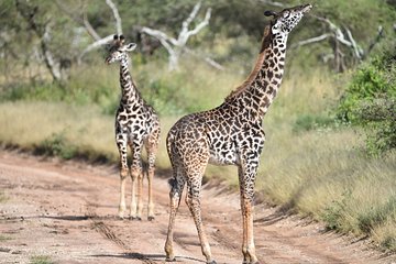 3 Days safari. Tarangire and Ngorongoro Crater