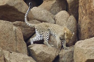 Kruger national Park Big Cat Photography tour