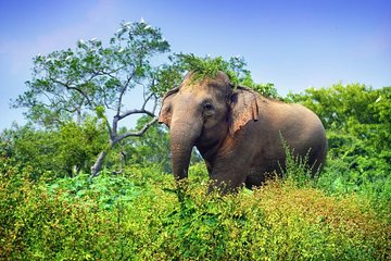 Wasgamuwa National Park Private Safari