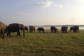 Minneriya National Park Jeep Safari