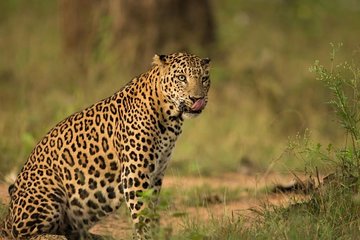 Safari In Jhalana Leopard Conservation Reserve, Jaipur
