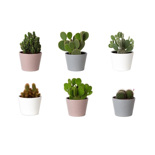 Unbranded 6in Cacti in Ceramic Pot