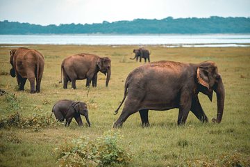 Afternoon Safari to Kaudulla National Park