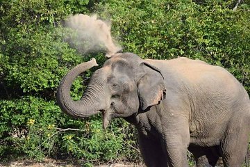 Wasgamuwa National Park Safari (Jeep with Tickets)