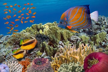 Flinders Reef Diving Trip for Certified Divers