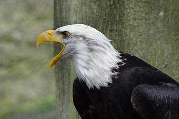 Private Animal Farms & Birds of Prey Tour