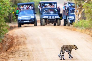 Full Day Safari in Yala National Park With Picnic Lunch