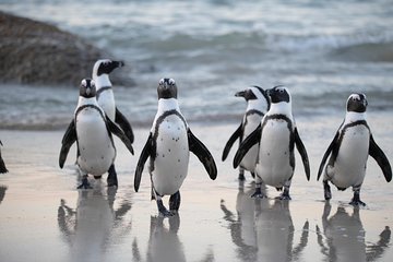 Private Fur Seals & Penguin Tour