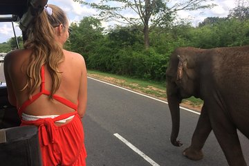 Yala Safari Drive From Ella