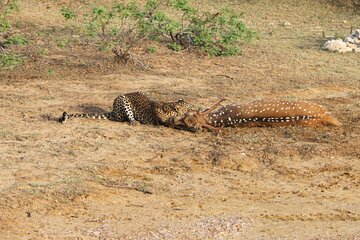 Full day Safari in Yala National Park with Osha Safari Team