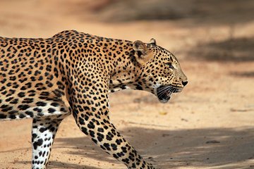 Private Tour: Wilpattu National Park Safari