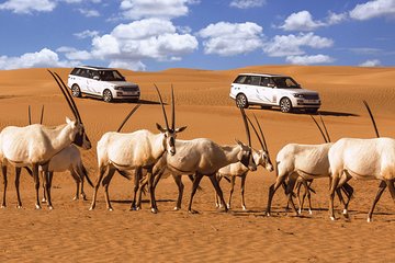 Desert Conservation Wildlife Drive with Breakfast at Al Maha Desert Resort
