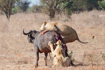 Private 7 Day Lion Safari into Tsavo East & Tsavo West (Inclusive)