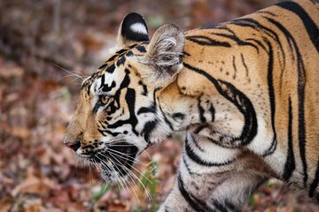 2N Tadoba Tiger Safari (Pocket Friendly Tour)